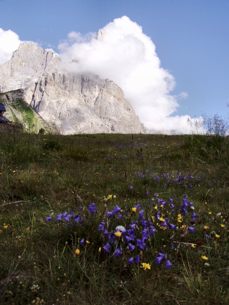 Łąka alpejska tudzież dolomicka