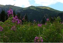 tatry