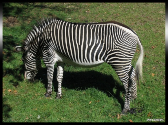 ZEBRA