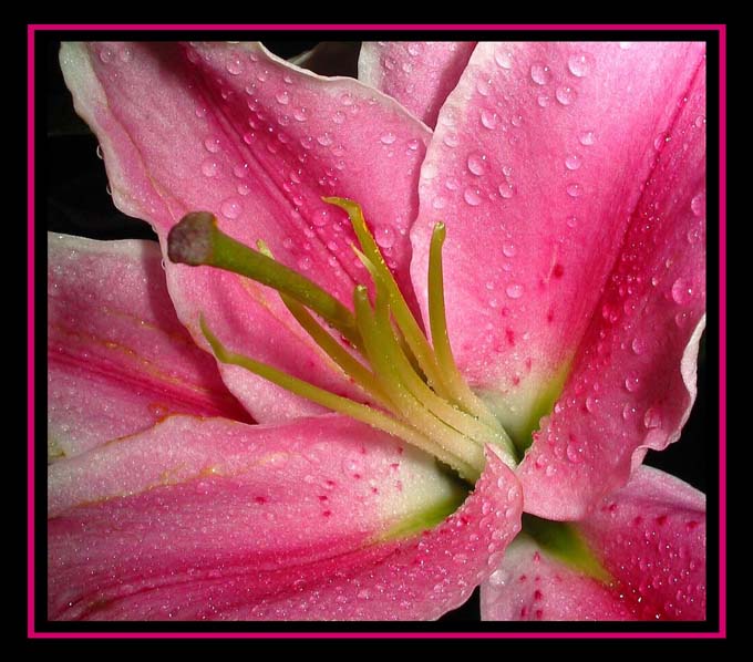 pink Lily