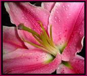 pink Lily