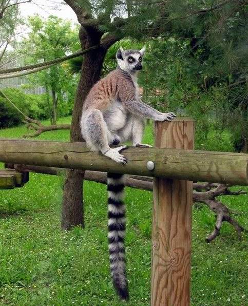 Zamyslony lemur