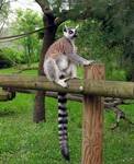 Zamyslony lemur