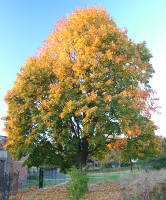 jesienią