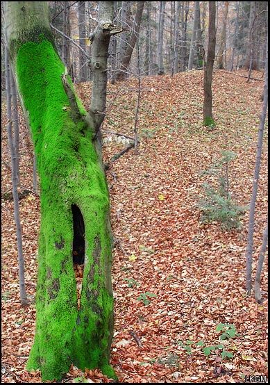 Bieszczady V