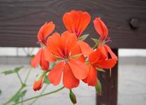 pelargonia