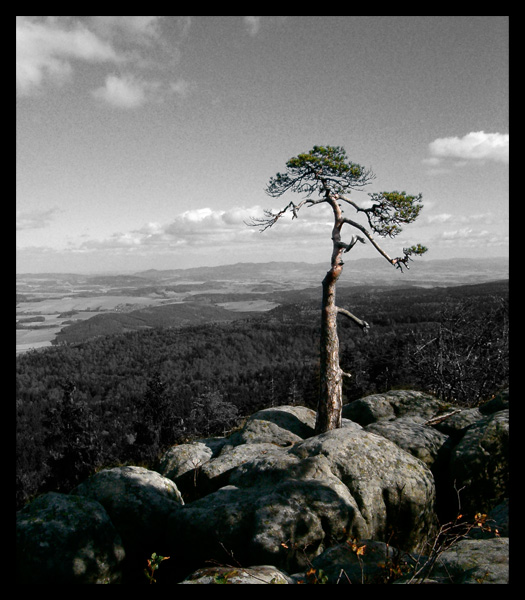 Bonsai