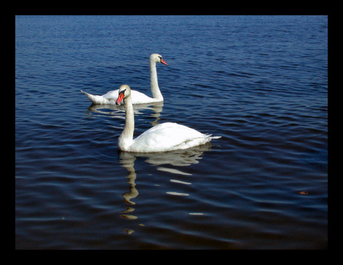 lake of swan