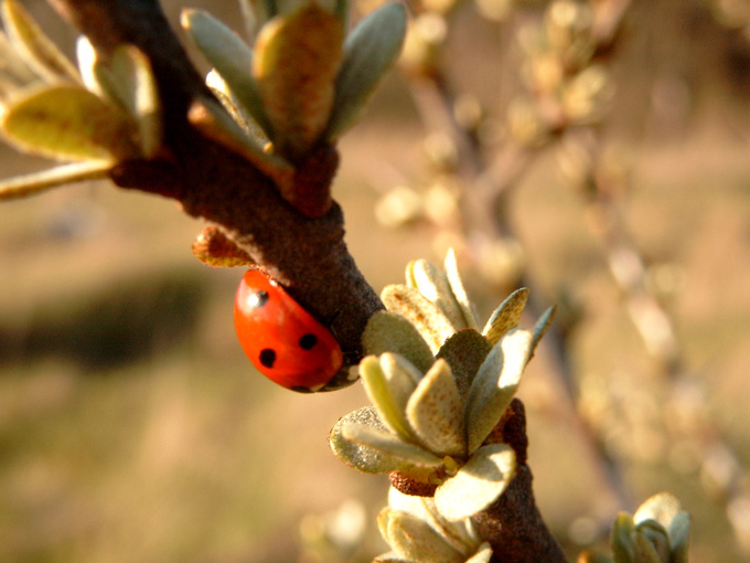 Coccinella septempuncata