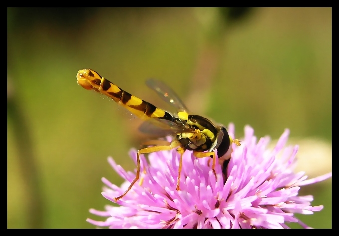 Muchówka z rodziny Syrphidae czyli Bzygowatych