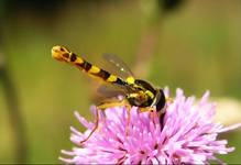 Muchówka z rodziny Syrphidae czyli Bzygowatych