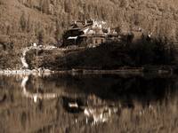 Morkie Oko