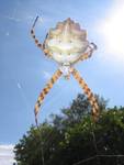 Argiope lobata (Araneidae)