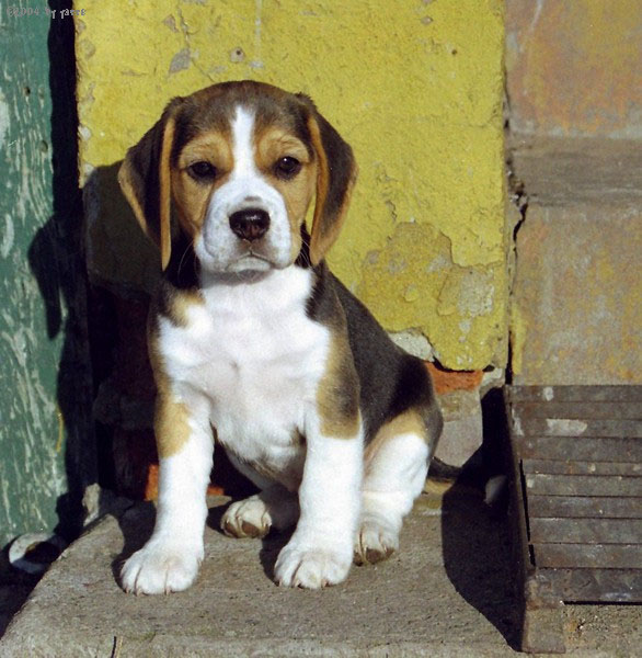 calkiem maly beagle