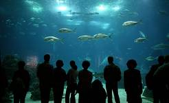 Oceanarium