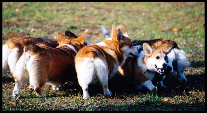 Welsh Corgi