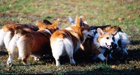 Welsh Corgi