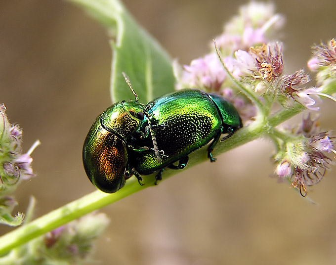 Złotka