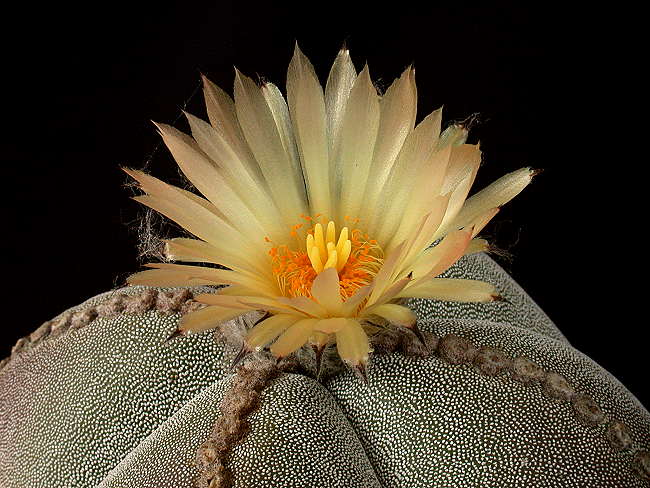 Astrophytum myriostigma