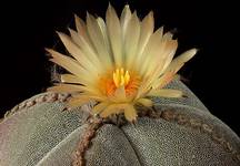 Astrophytum myriostigma