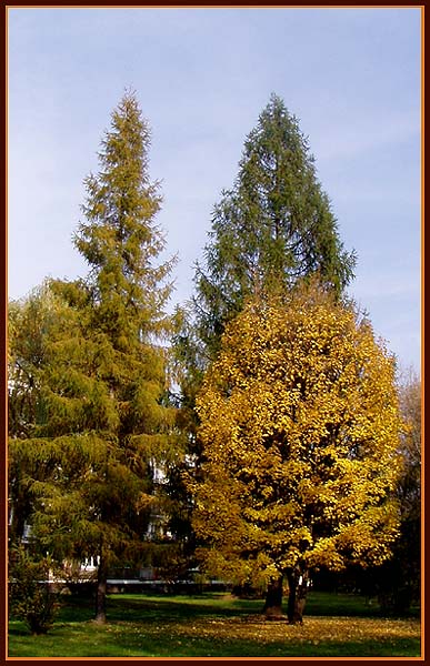 Złoty październik 2004