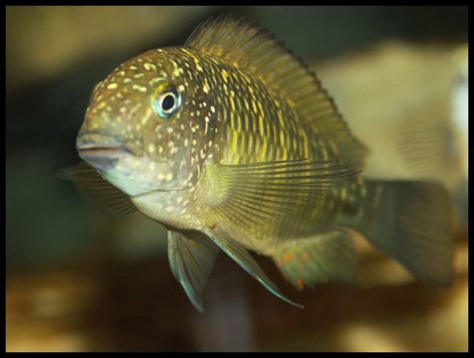 Tropheus