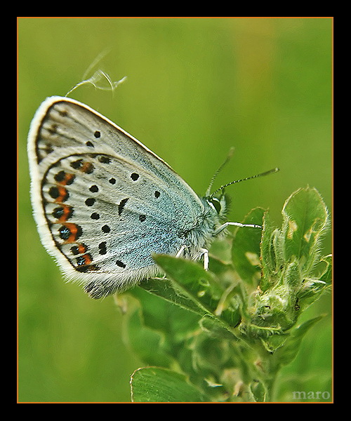 Modraszekargus (Plebejus argus)