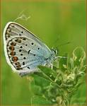 Modraszekargus (Plebejus argus)