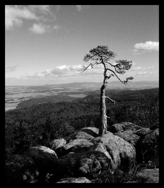 Bonsai b&w