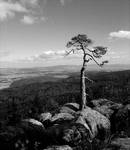 Bonsai b&w