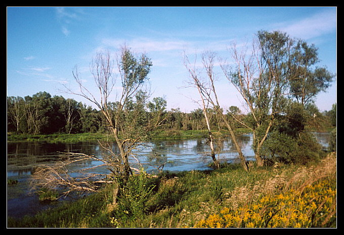 Letni dzień