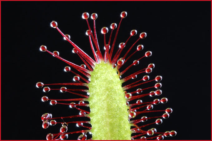 Drosera Capensis