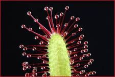 Drosera Capensis