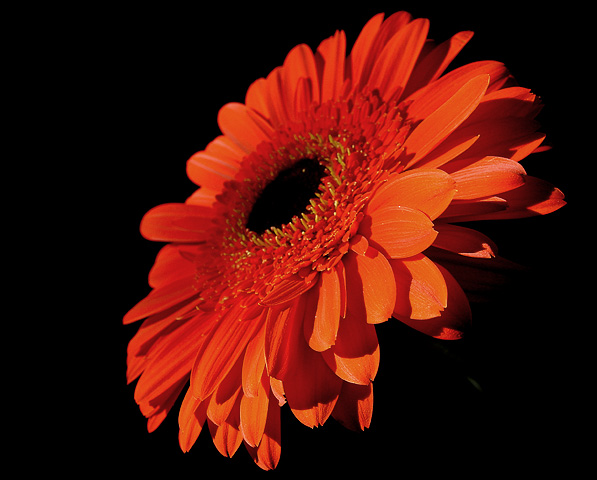  Gerbera