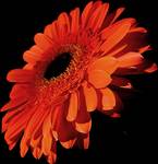  Gerbera