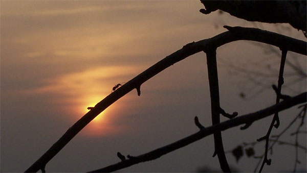 ant walking with the sun