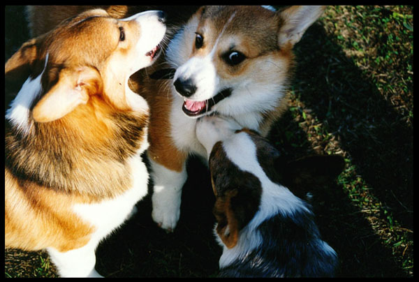 Welsh Corgi 1