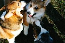 Welsh Corgi 1