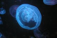 Meduza