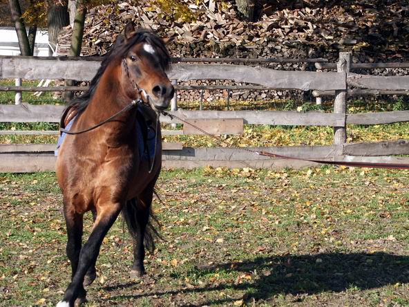 Galop na lonży