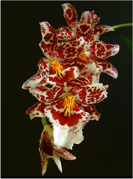 Orchidea