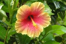 Hibiscus