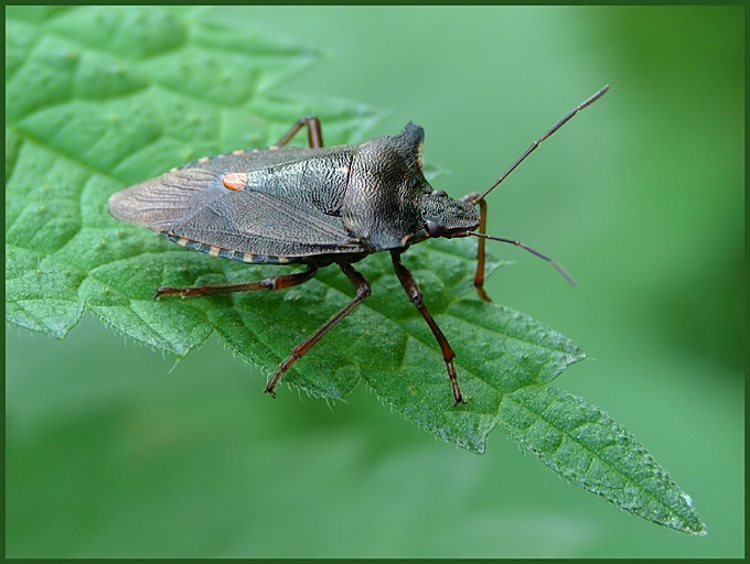 Tarczówka rudonoga (Pentatoma rufipes)