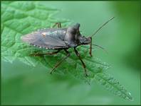 Tarczówka rudonoga (Pentatoma rufipes)