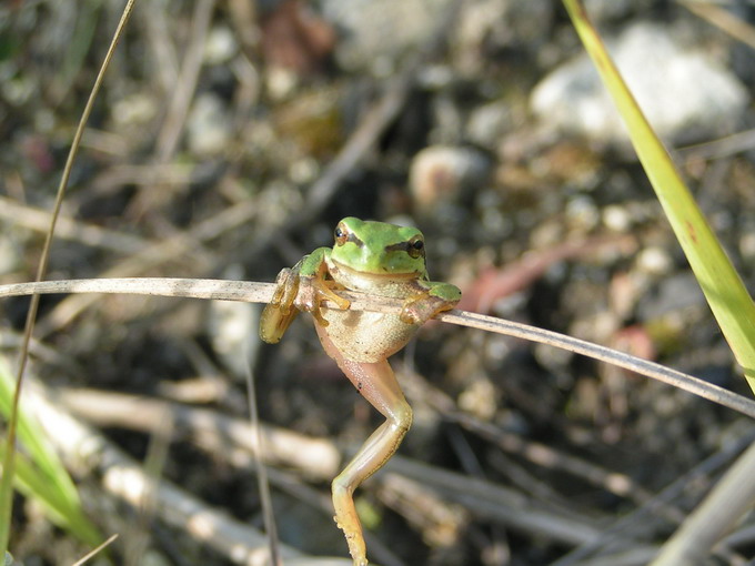 Alpinistka