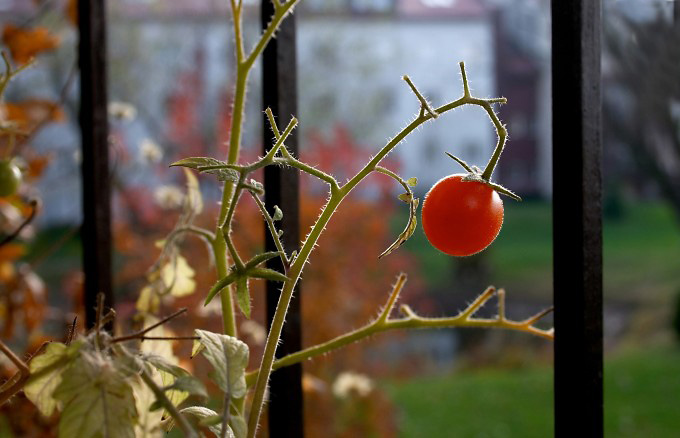 Ostatni pomidorek na moim jesiennym balkonie