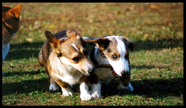 Welsh Corgi 2