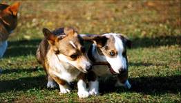 Welsh Corgi 2