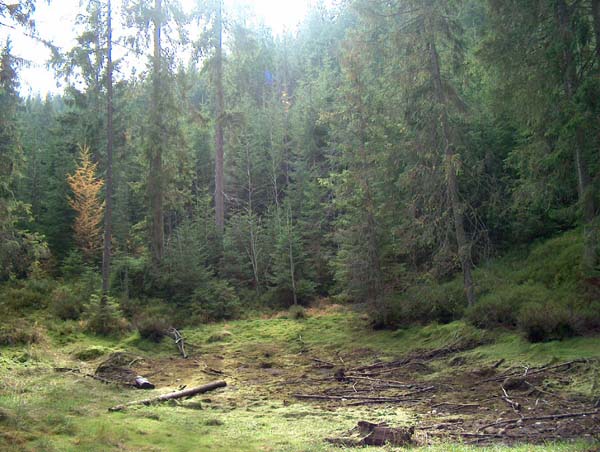 zarośnięty staw