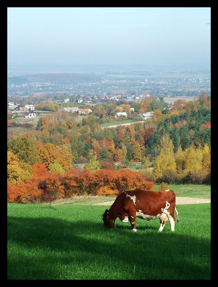 a krowa mówi muuuu...